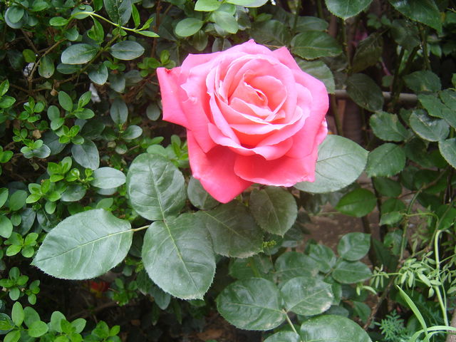 Una preciosa rosa de mi jardín.