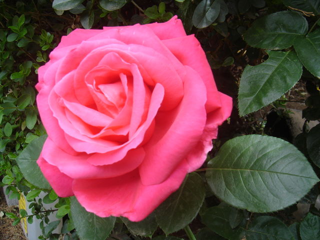 De mi jardín para ti. Una preciosa rosa rosa